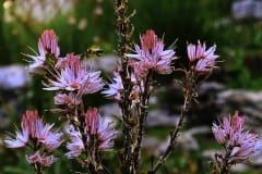 Bloem