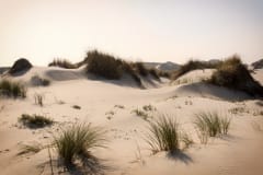 003_Duinen_Terschelling