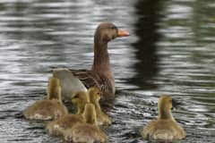 moeder-gans-met-jonkies