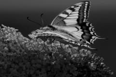 zwart-wit-vlinder